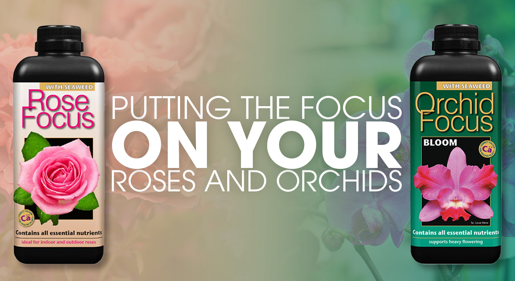 Putting the focus on your Roses and Orchids