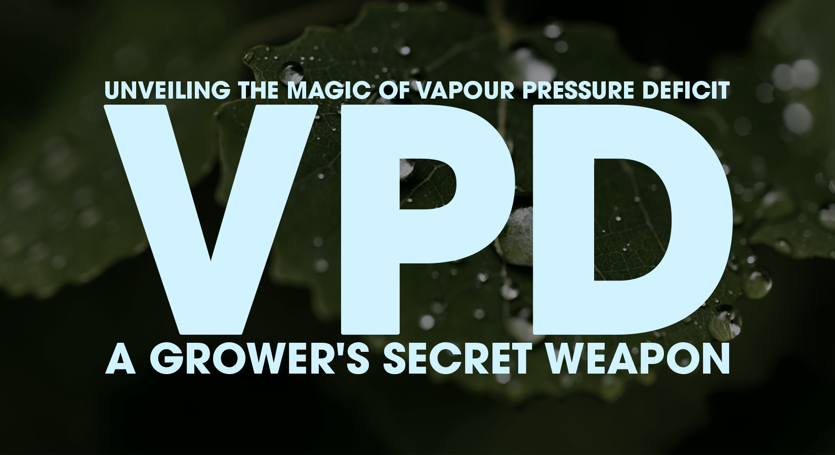 Unveiling the Magic of Vapour Pressure Deficit (VPD): A Grower's Secret Weapon