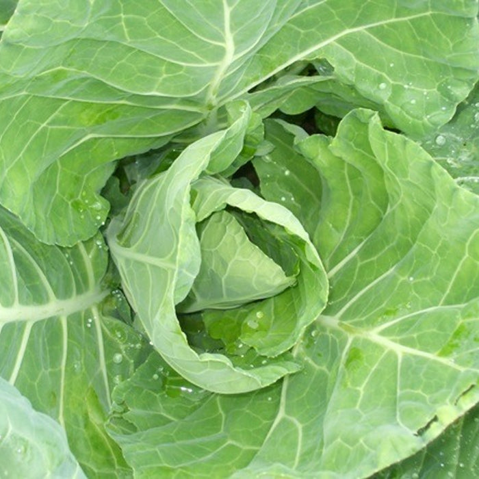 Organic Cabbage Seeds - Spring Wintergreen