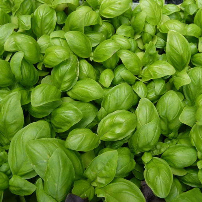 Organic Micro-Green Basil - Sweet Genovese