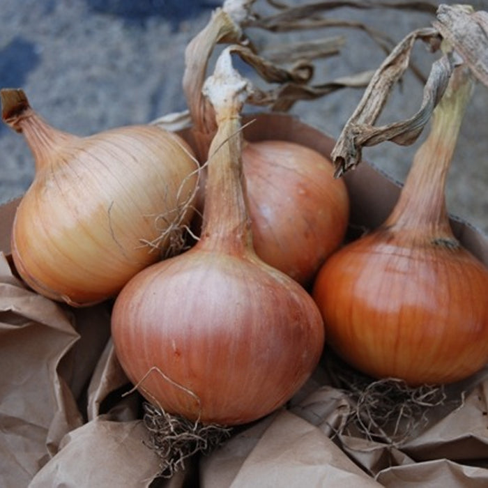 Organic Onion Seeds - Sturon