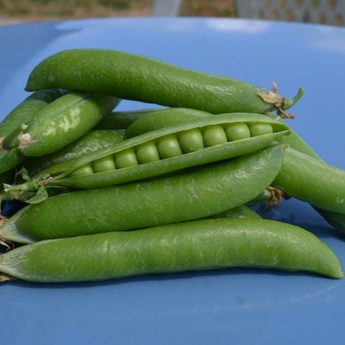Organic Pea Seeds - Rondo