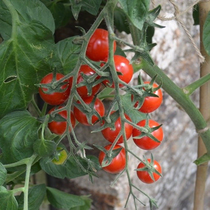 Organic Tomato Seeds - Bartelly F1