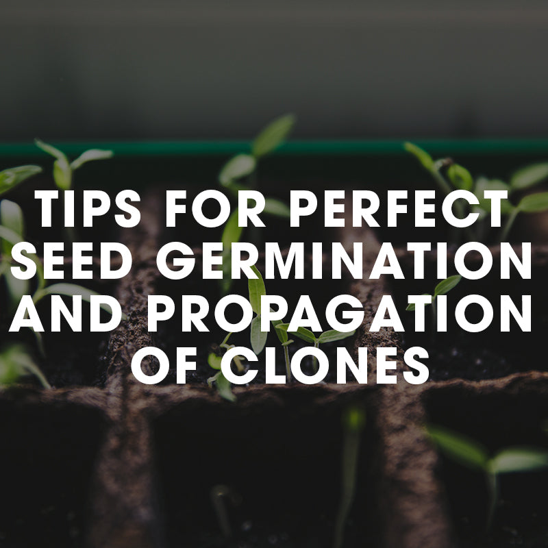 Tips For Perfect Seed Germination And Propagation Of Clones