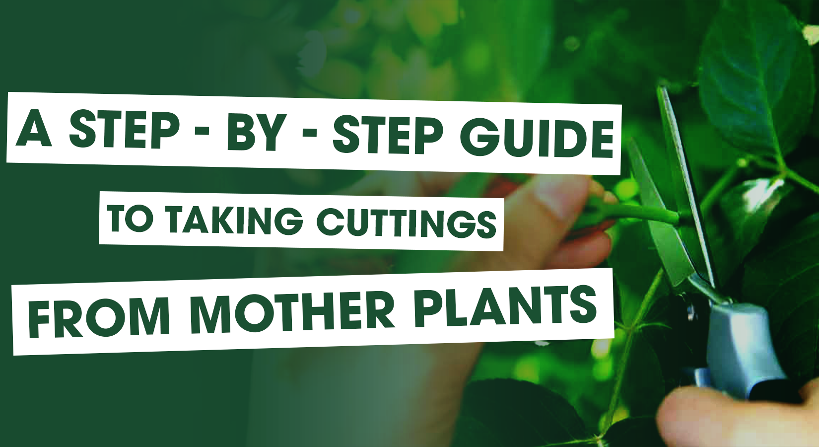 A Step-by-Step Guide to Taking Cuttings from Mother Plants