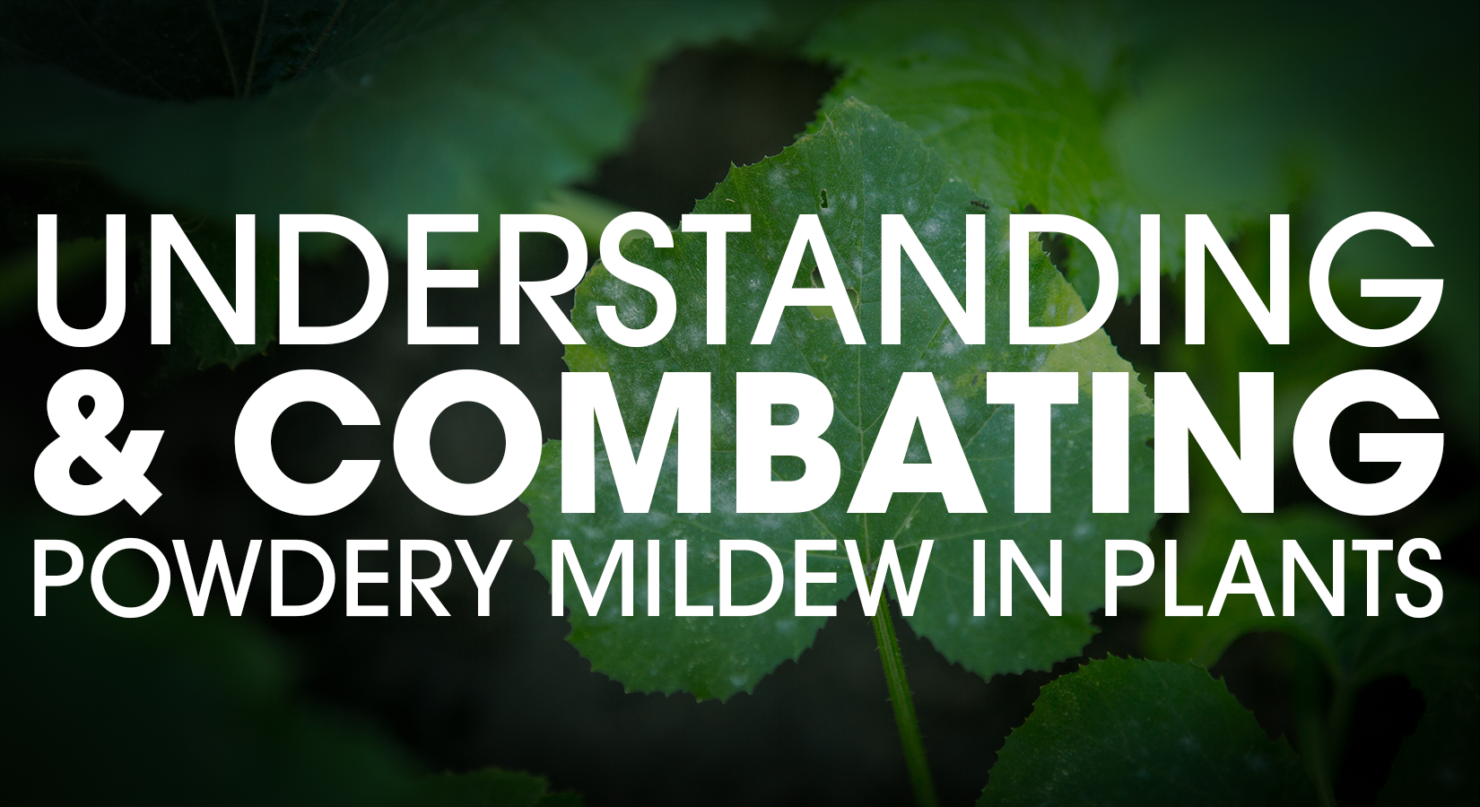 Understanding and Combating Powdery Mildew in Plants