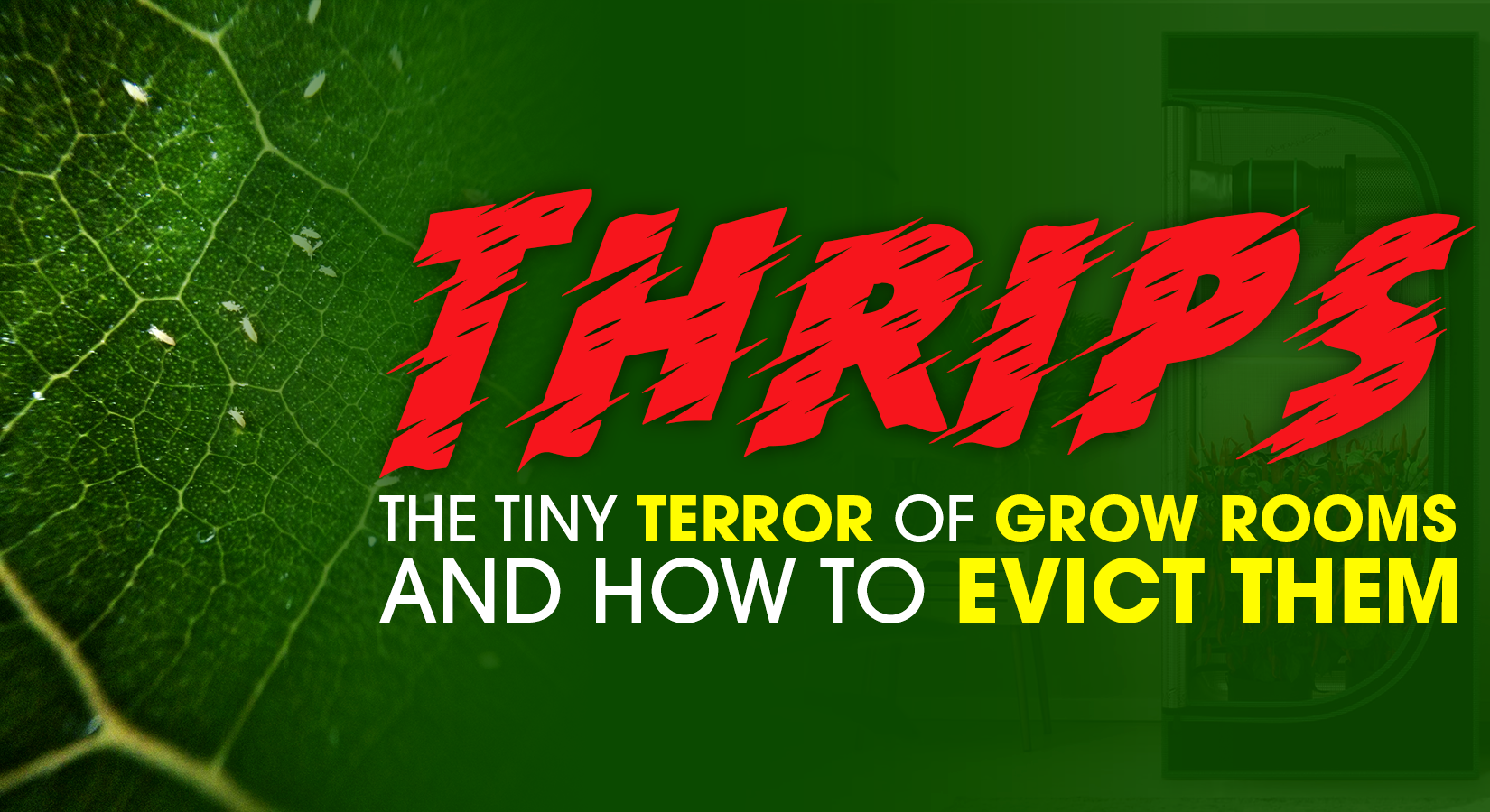 Thrips: The Tiny Terror of Grow Rooms (And How to Evict Them)