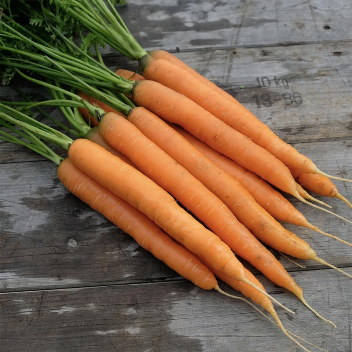 Organic Carrot Seeds - Amsterdam Forcing