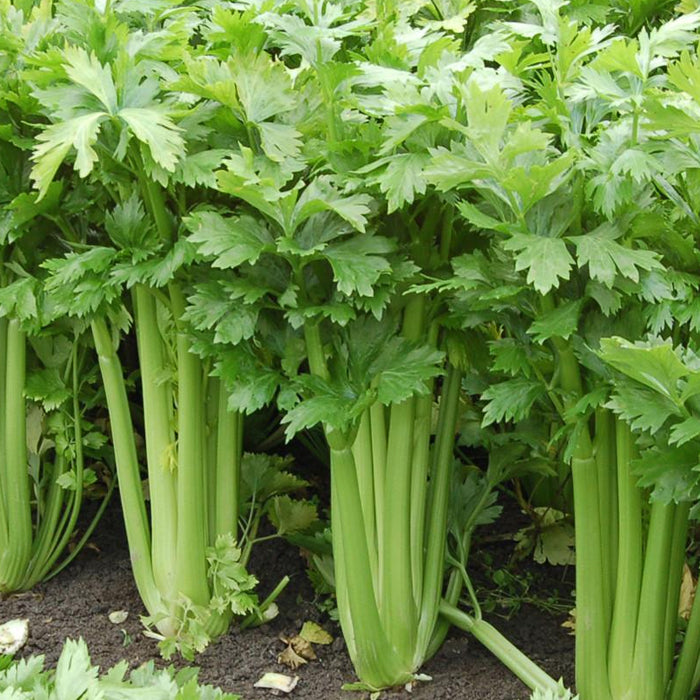 Organic Celery Seeds - Tall Utah
