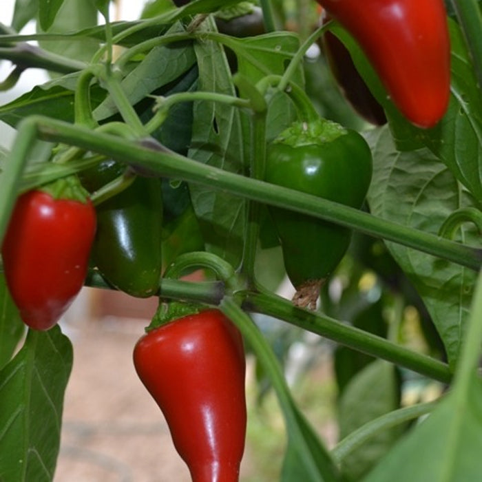 Organic Pepper Seeds - Early Jalapeno