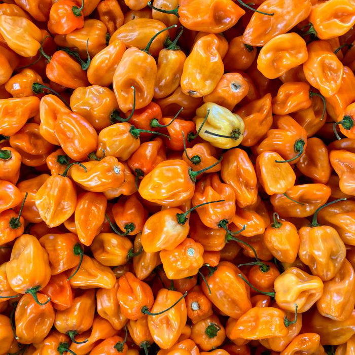 Organic Pepper Seeds - Habanero Orange